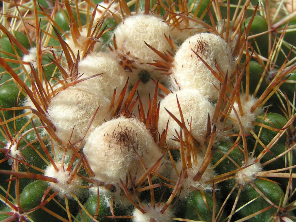 Notocactus roseoluteus